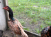 Game birds