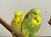 Exhibition baby budgie