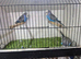 Male budgies available