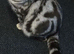 1 Full Pedigree Scottish Fold Girl is Still Available
