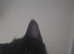 Kitten for sale