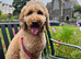 Cockapoo stud