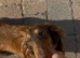 Pablo dachshund Miniture stud