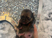3 beautiful Pomeranian pups