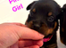Last Few Pups