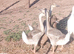 Trio of chinese geese