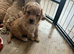 1 beautiful boy and girl available.