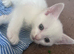 White female kitten