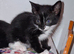 1 beautiful boy kitten left