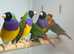 Gouldian finches