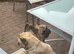 French Bulldog Boy and Girl