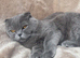 Scottish fold