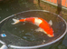 Koi carp