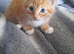 4 beautiful kittens for sale