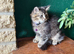 1 Left .. Mainecoon x British Longhair
