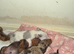 GORGEOUS MINIATURE DACHSHUND PUPPIES