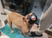 Puppy's for sale