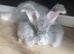 Beautiful 4months old angora rabbit