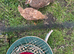 Breeding pair of francolins for sale with eggs