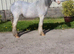 Blagdon cob filly
