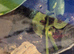 CB26 Tokay Geckos