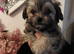 Maltese