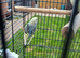 10 Week Old Budgies