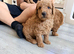 *5 star F1b labradoodle puppies