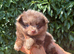 Pomeranian Puppies