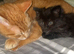 10 Week Old Female Kittens