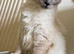 ragdoll kittens