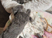 Lasr 3 Ragdoll/russian blue cross