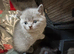 British Shorthair kittens