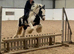 Gorgeous piebald cob