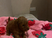 Toy poodle puppies