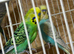 Budgies for new home