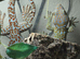 Breeding trio Tokay Geckos