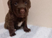 Last 2 female cocker spaniel pups