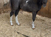 Lovley shetland foals