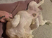 Male fluffy frenchie KC reg