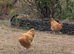 Free range Buff Orbington cockerel