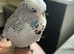 Exhibition budgie with cage