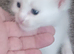 2 male maincoon kittens left for sale