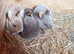 Mini Rex babies