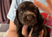 Beautiful show cocker spaniels