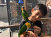 Black-headed Caique parrot for sale