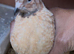 Jumbo female/male coturnix quails