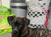 Female cane corso