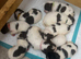 Spocker puppies