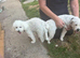 Last one left! beautiful jackapoo boys left